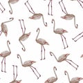 White creamy flamingo, white background. Floral seamless pattern. Tropical illustration.