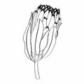 Proteus Flowers.Protea line illustration. Hand drawn illustration. Tropical king protea flower in bloom. Royalty Free Stock Photo