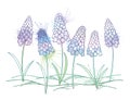 Vector outline early spring Muscari or grape hyacinth flower and leaves in pastel blue and green isolated on white background. Royalty Free Stock Photo