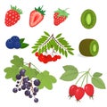 A set of vector illustrations on the subject of berries