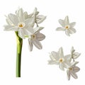 Beautiful narcissus flowers for cards, posters, textile etc. Cartoon narcissus illustration.