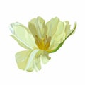 Spring yellow blooming tulip isolated on white background. Royalty Free Stock Photo