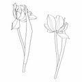 Sketch Floral Botany Collection. Tulips spring flower drawings. Black and white with line art on white background.