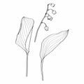 Sketch Floral Botany Collection. Convallaria lily of the valley spring flower drawings. Royalty Free Stock Photo