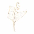 Sketch Floral Botany Collection. Convallaria lily of the valley spring flower drawings. Golden with line art on white background Royalty Free Stock Photo