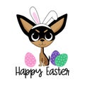 Happy Easter - cute chighuahua dog in bunny ears Royalty Free Stock Photo