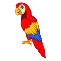 Cute macaw bird cartoon posing Royalty Free Stock Photo