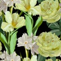 Flowers of Spring daffodils, peony and tulips on a black background. Seamless pattern. Royalty Free Stock Photo