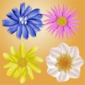 A Set of Flowers with Various Colors Vector Illustration