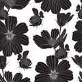 Floral seamless pattern with cosmos flower. Black White flowers background. Royalty Free Stock Photo