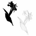 Tulips flowers, black outline on white background. Spring summer flowers illustration. Royalty Free Stock Photo