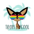 Tropi cool - funny chihuahua dog in island Royalty Free Stock Photo