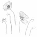 Line art poppies. Black wall art. Monochrome floral designe element. Royalty Free Stock Photo