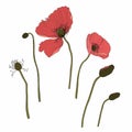 Line art poppies. Simple colored wall art. Floral designe element. Flower ornament good for web, print.