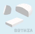 Food Cheese Type Brynza Vector Illustration