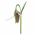 Hand drawn wild flower fritillary meleagris