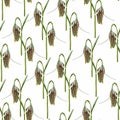 Seamless pattern with flower imperial fritillary Fritillaria. Illustration on white background.