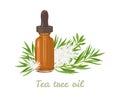 Tea tree essential oil. Amber glass dropper bottle and Melaleuca alternifolia leaf and white flowers Royalty Free Stock Photo