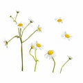 Chamomile flowers illustration on white. Daisy flower drawing. Hand drawn floral object. Royalty Free Stock Photo