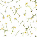 Meadow wildflower seamless pattern. Botanical camomile, background. Delicate field flower and herb illustration.