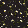 Meadow wildflower seamless pattern. Botanical camomile background.