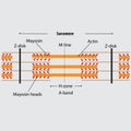 Structure of the sarcomere the contractile unit of skeletal muscles. myosin and actin filaments, discs, z-line, myosin heads, m-li Royalty Free Stock Photo