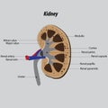 Vector Structure of kidneys. anatomy of kidneys. main organ of the urinary system. kidneys excrete metabolic waste from the body b