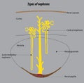 Types of nephrons in human kidneys. kidney anatomy vector drawing