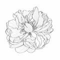 Hand-drawing ink peony in bloom. Graphic flower on white background. Contourline peony flowers. Coral Charm.