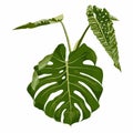 Realistic tropical monstera leaves composition. Exotic plan, tropical leaf palm, Monstera leaf design elements on the white backgr
