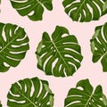 Tropical green monstera leaf illustration. Exotic seamless pattern on pink background. Royalty Free Stock Photo