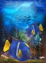 Underwater tropical invitation card with Blue Tang fish Royalty Free Stock Photo