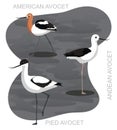 Cute Bird Avocet Set Cartoon Vector