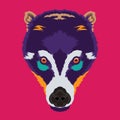 Coati face vector illustration design in colorful decorative style