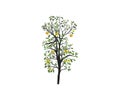 Lime tree illustrations isolated Royalty Free Stock Photo