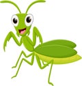 Cute Mantis cartoon isolated on white