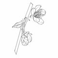 Blooming cherry. Sakura branch with flower buds. Black and white drawing of a blossoming tree in spring. Royalty Free Stock Photo