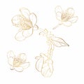 Blooming cherry. Sakura branch with flower buds. Golden drawing of a blossoming tree in spring.