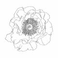 Hand-drawing ink peony in bloom. Graphic flower on white background. Contourline peony flowers. Royalty Free Stock Photo