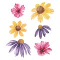 Blooming flowers, watercolor flower heads, coneflowers, cosmos and aster flowers illustration. Royalty Free Stock Photo