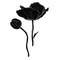 Silhouette of poppy flower. Abstract black poppy on white background.