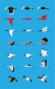 Various Bird Flying Sequence Cute Cartoon Vector Illustration Set Hornbill Ibis Heron Gull Stork Duck Royalty Free Stock Photo