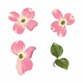 Pink Dogwood Cornus florida. Hand drawn illustration of blooming dogwood flowers with leaves.