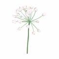 White Allium in flower. Allium on white. Object flower onion. Illustration of ramson plant in bloom.