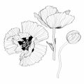 Silhouette of poppy flower. Abstract black white line poppy on white background.