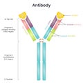 Antibody structure vector diagram Royalty Free Stock Photo