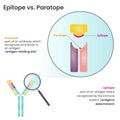 Epitope versus Paratope vector diagram Royalty Free Stock Photo