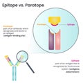 Epitope versus Paratope vector diagram