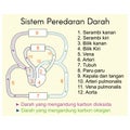 Schematic drawing of the human circulatory system.