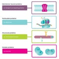 Types of Proteins